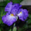 Iris germanica Victoria Falls